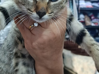 MILO
