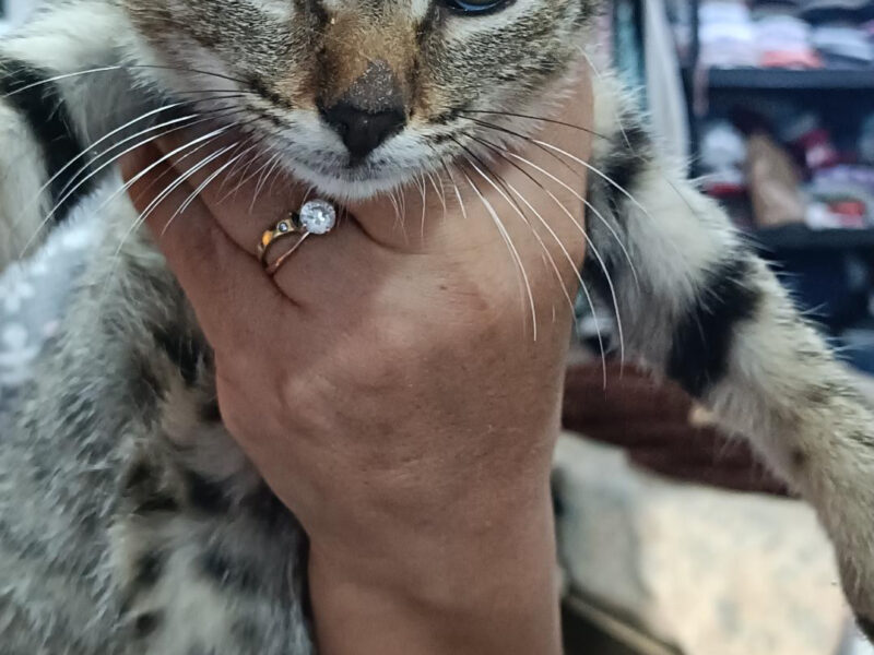 MILO
