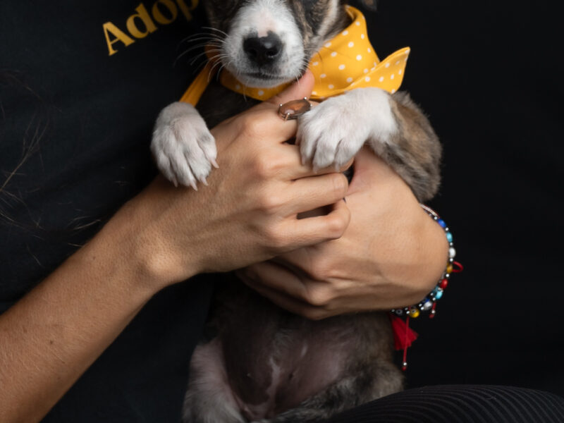 SANDÍA