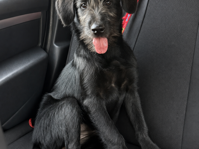 HEIDI