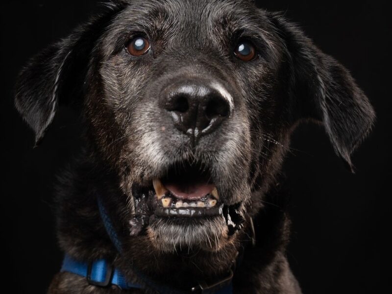 FRANKIE