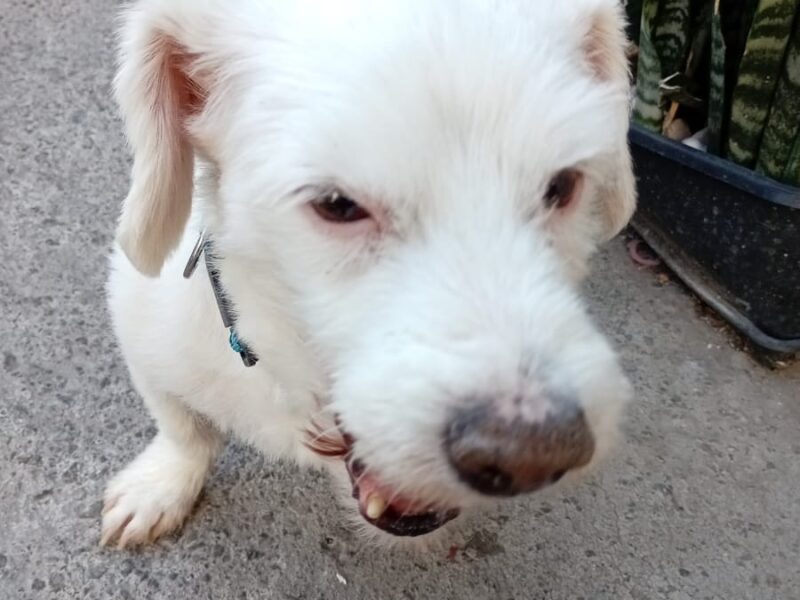 COCO