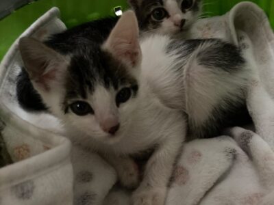 Nala y Simba