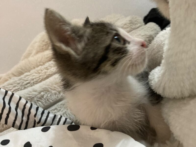Nala y Simba