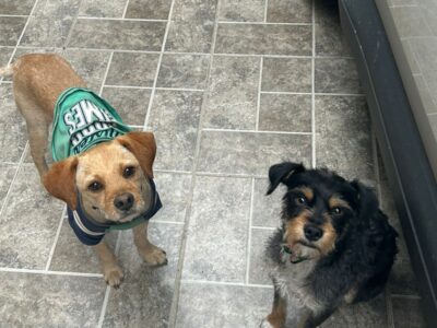 LEO y TEO