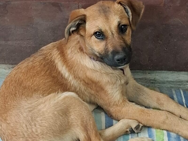 CANELA