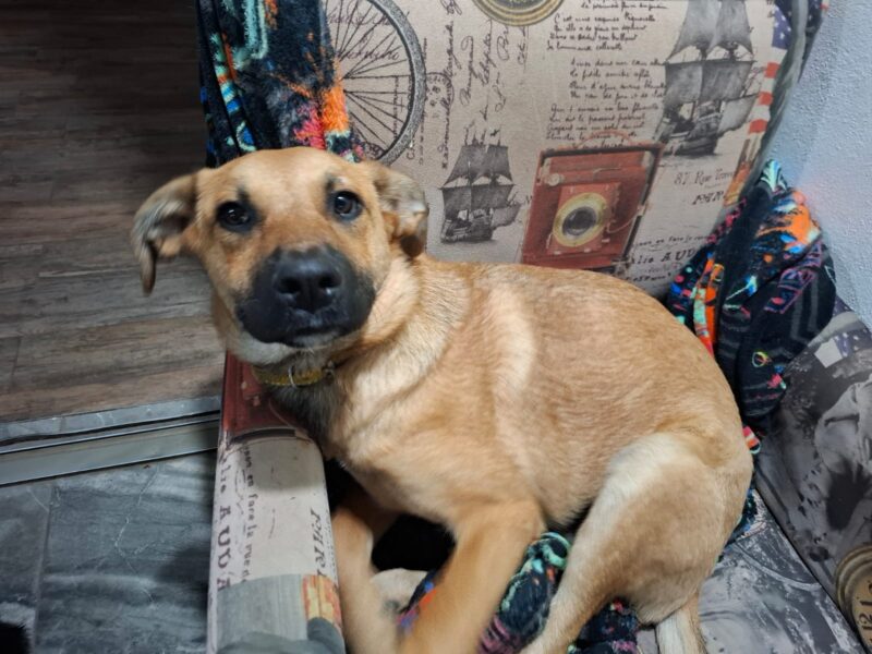 CANELA