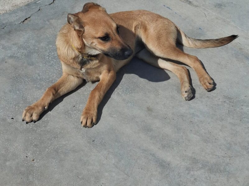 CANELA