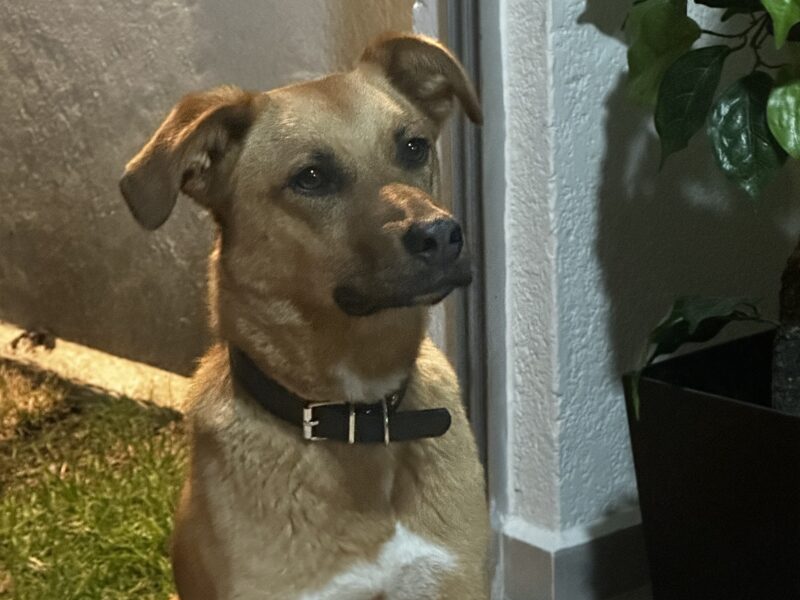 CARMELA