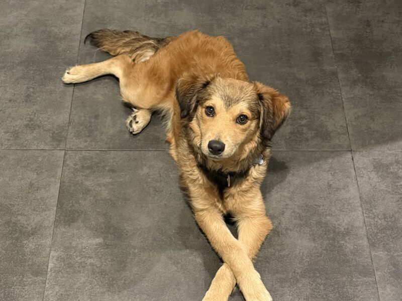 TALA