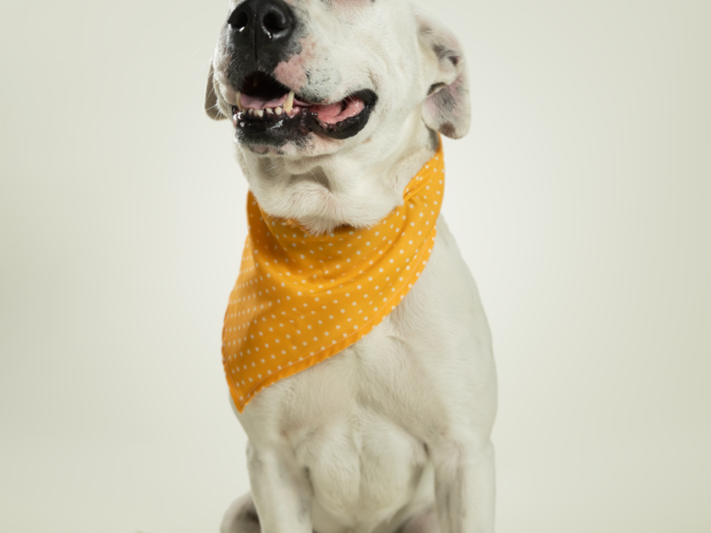 ROCKO