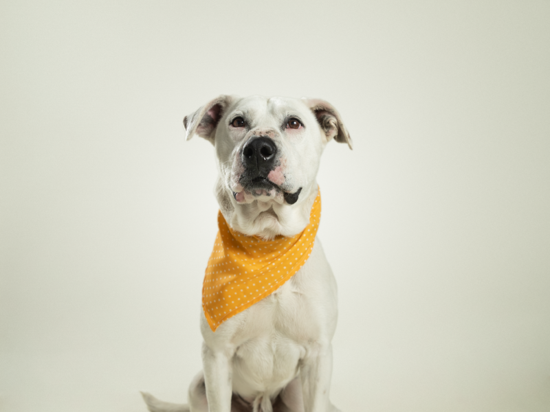 ROCKO