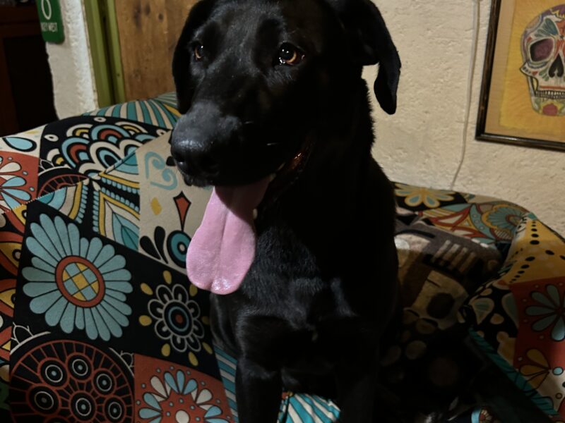 TOMASA