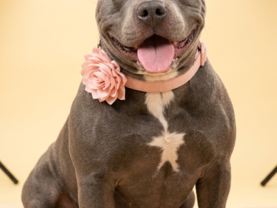 Estrellita
