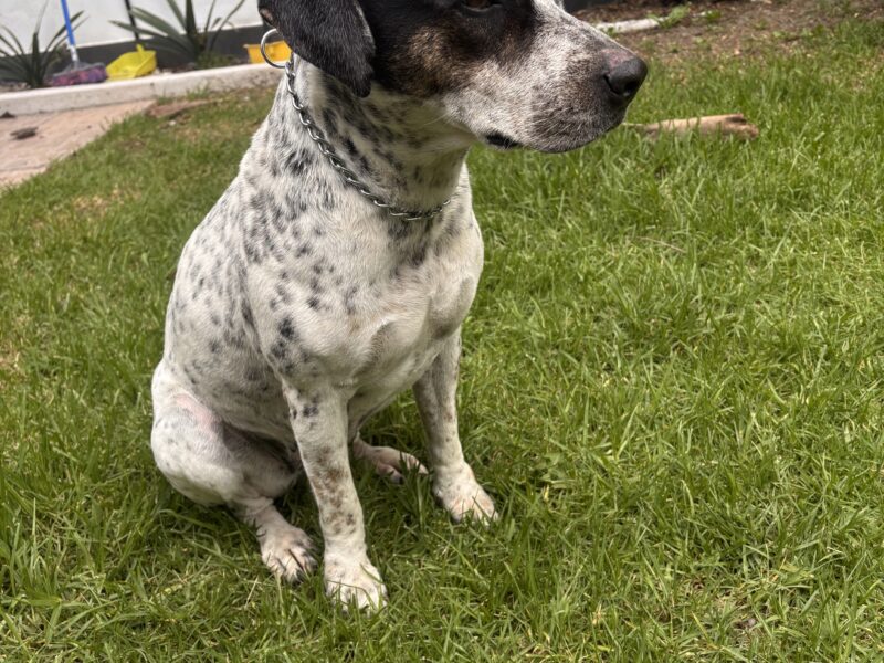 MILLY
