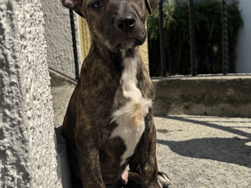 MILKA