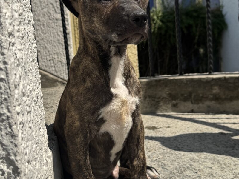 MILKA