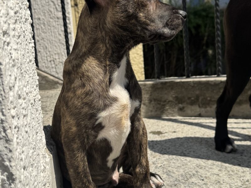 MILKA