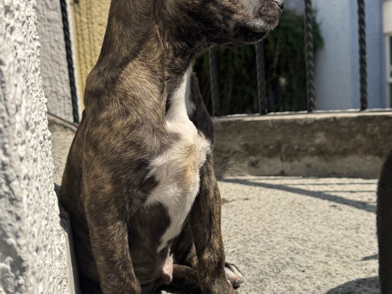 MILKA