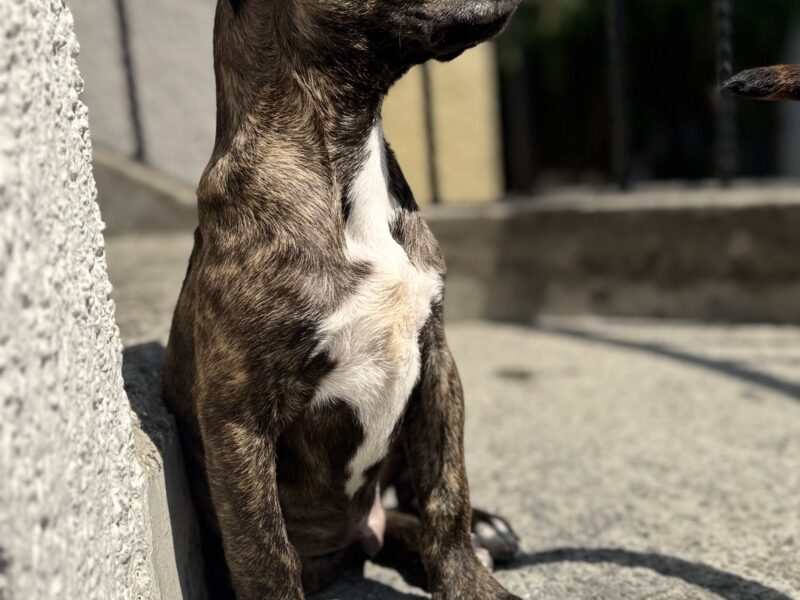 MILKA