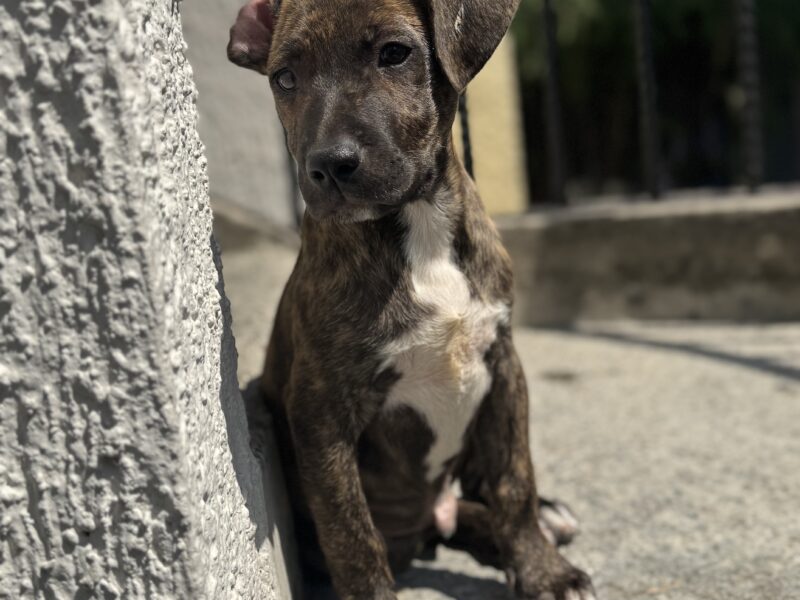 MILKA