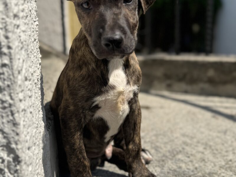 MILKA
