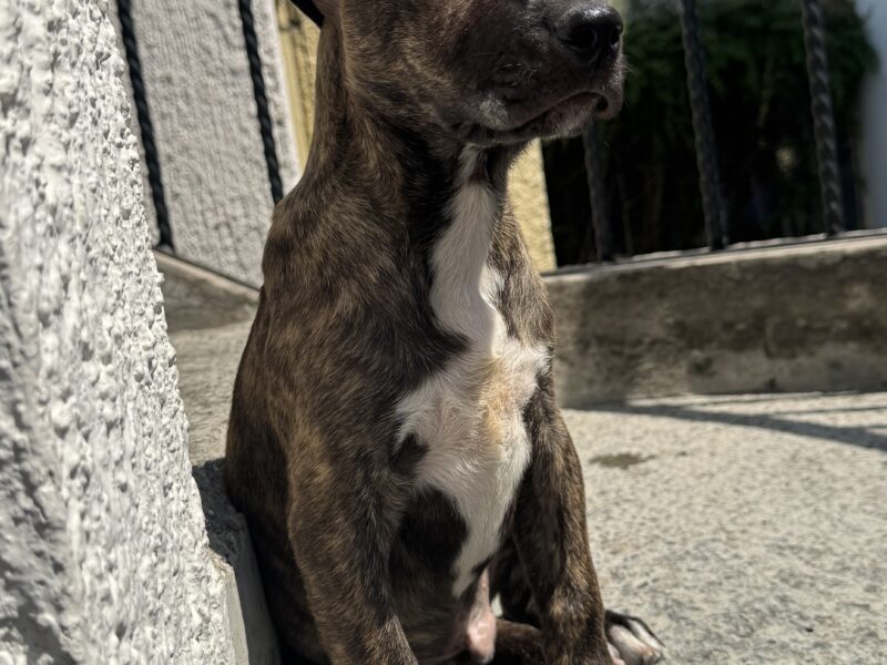MILKA