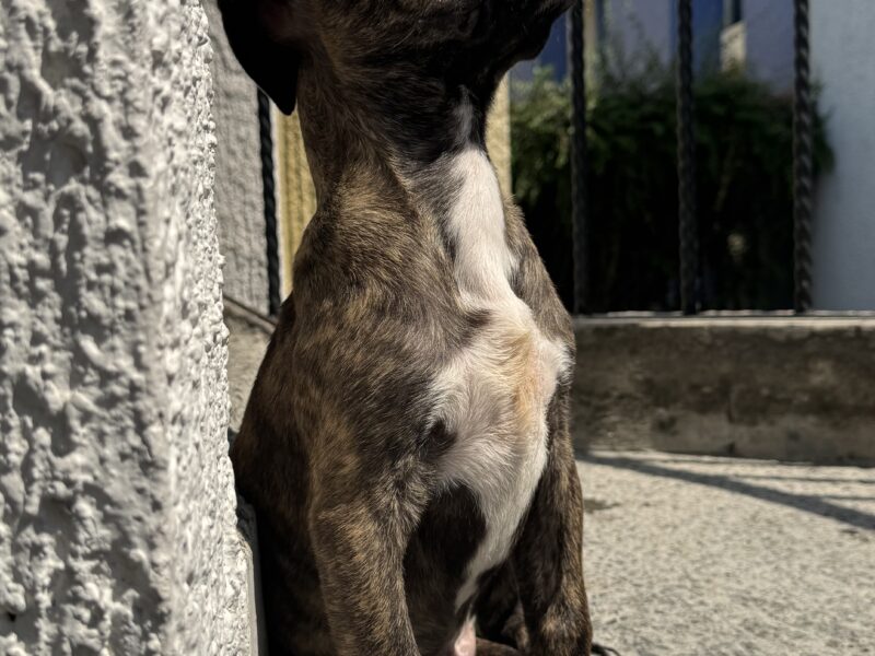 MILKA