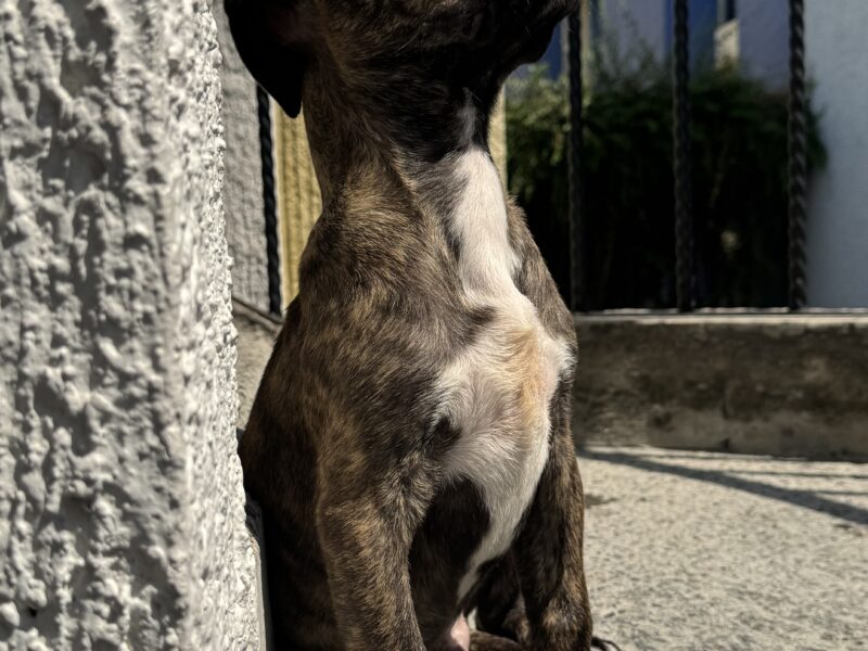 MILKA