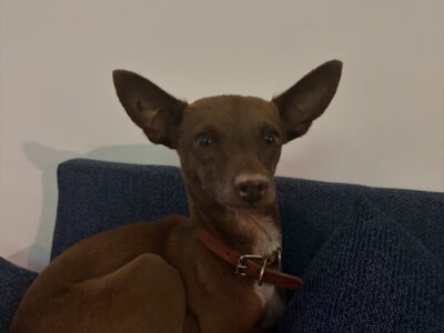 CHIHUI