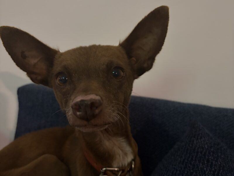 CHIHUI