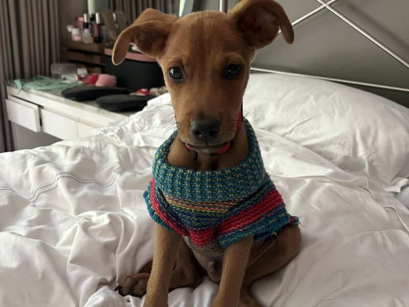 PONCHO
