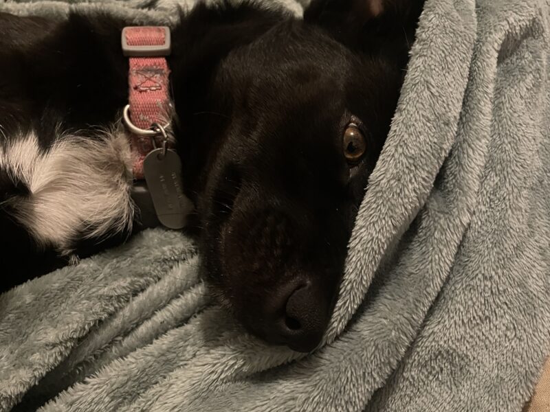 Lexie