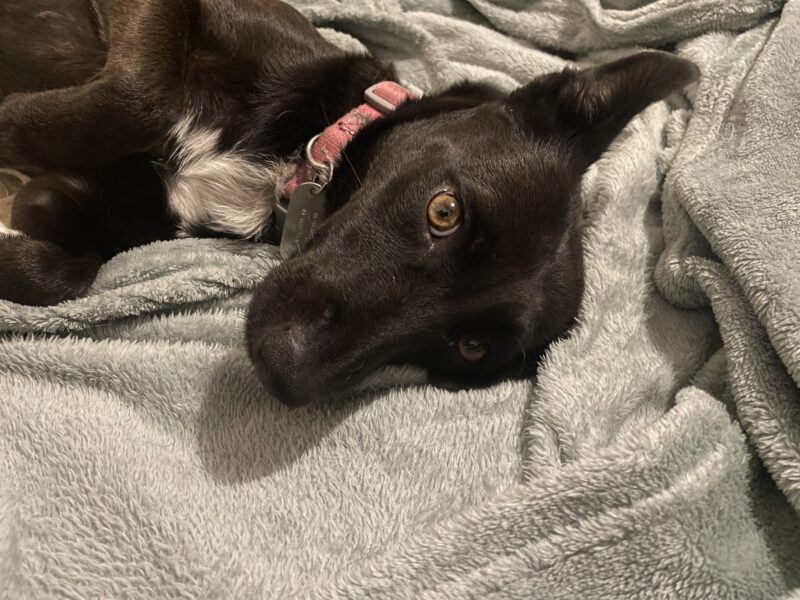 Lexie