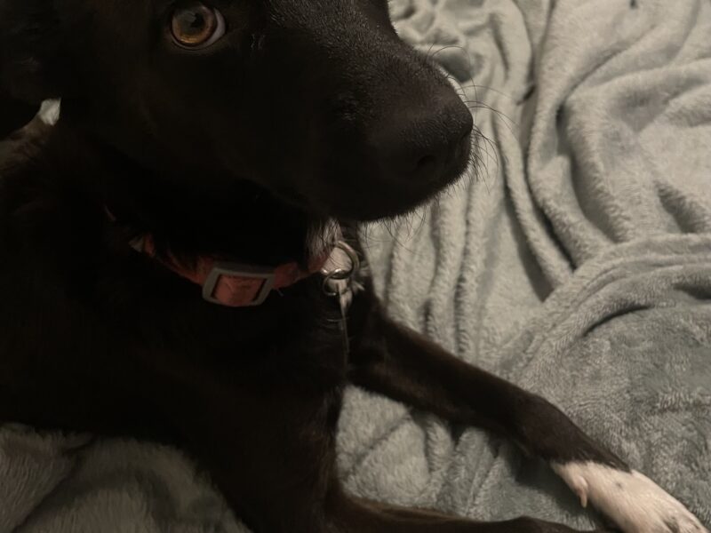 Lexie
