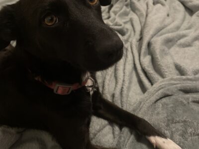 Lexie