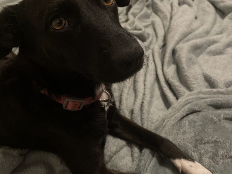 Lexie