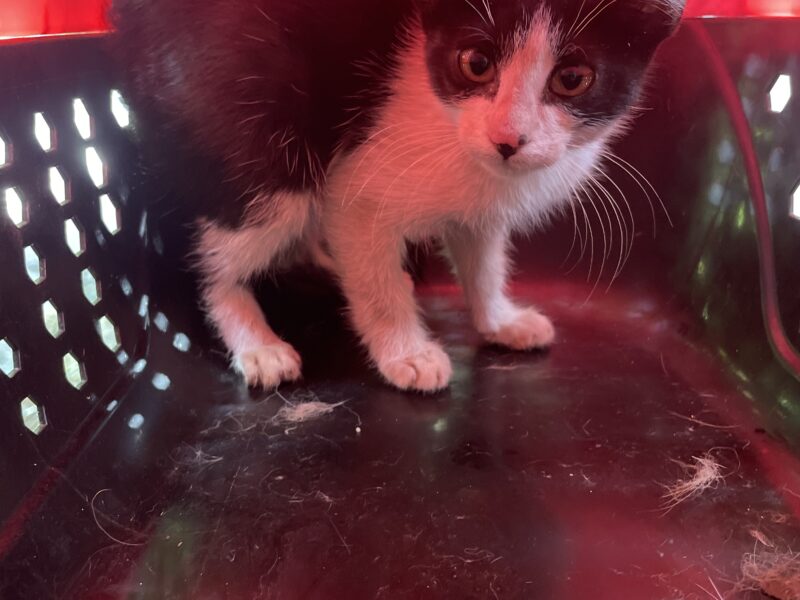 Greta