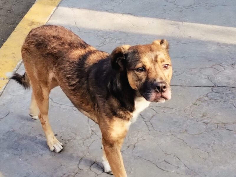FIRU