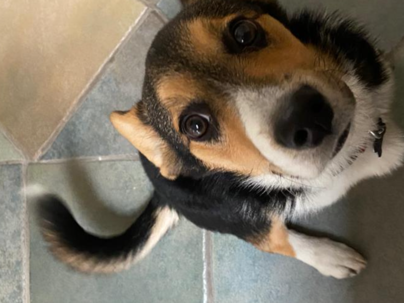 PONGO