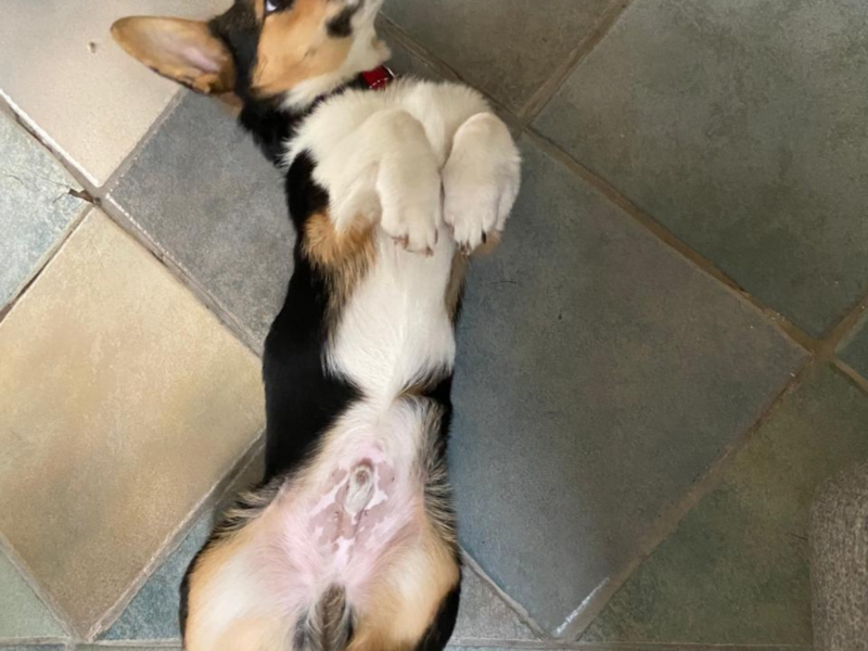 PONGO
