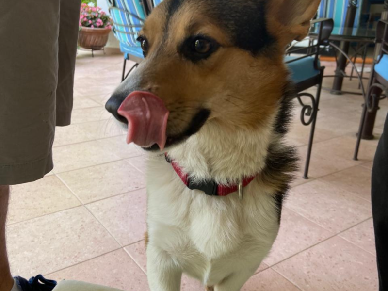 PONGO