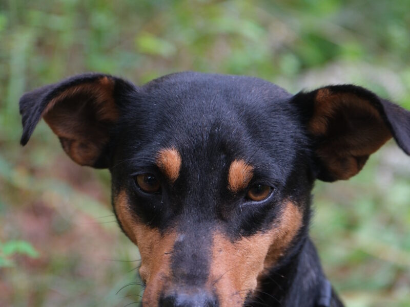 KIKA