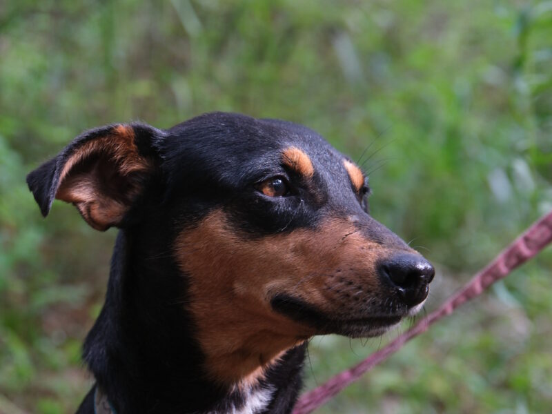 KIKA