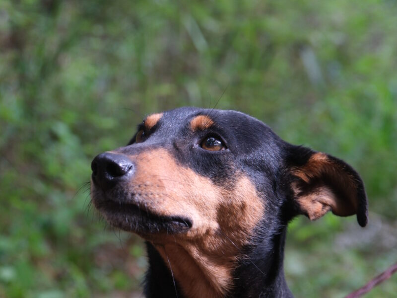 KIKA
