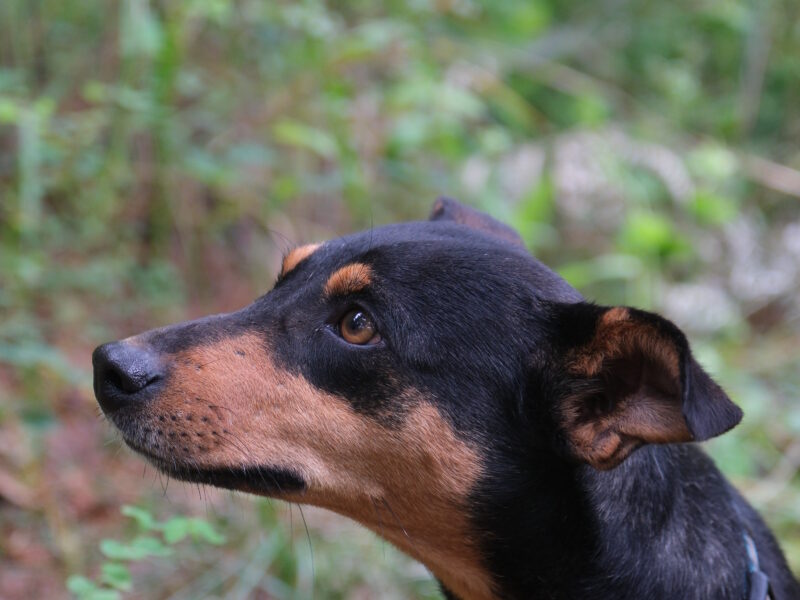 KIKA