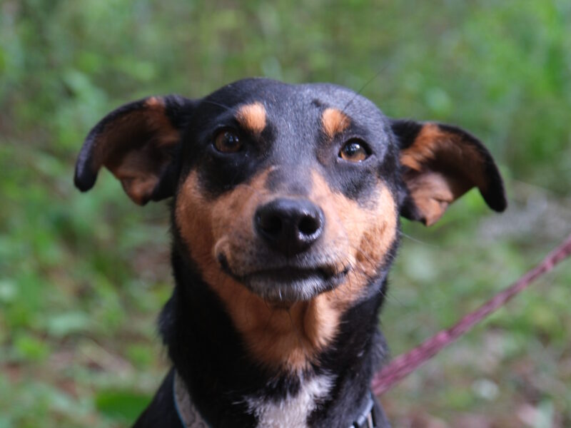 KIKA