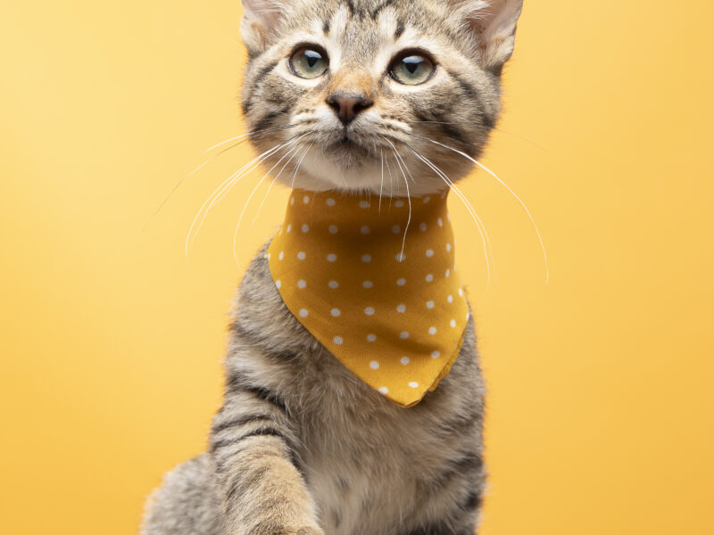 MILO