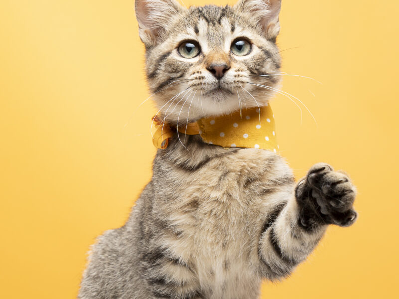 MILO