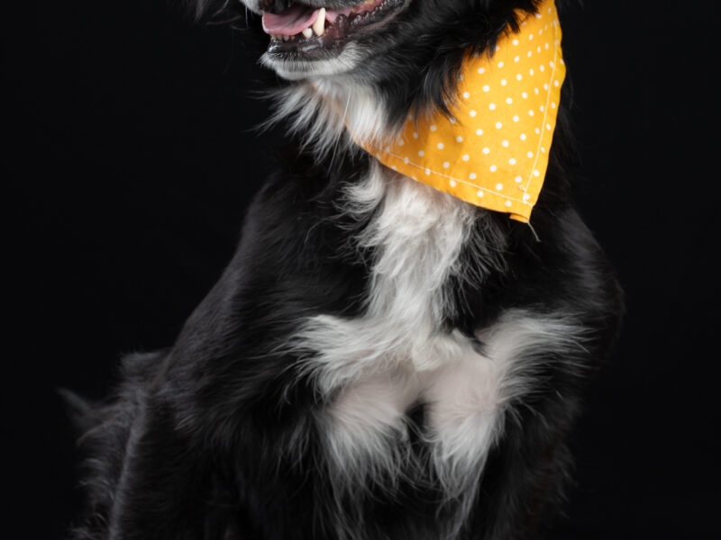 BALOO